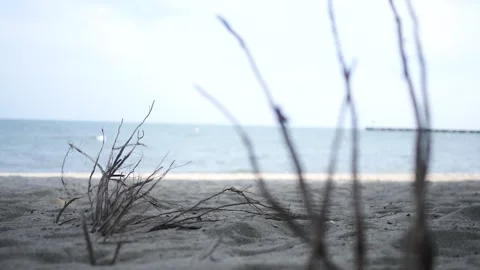 Indie Cinematic Hipster Foreground Stems - Reverse Focus Stock-Footage 340045653