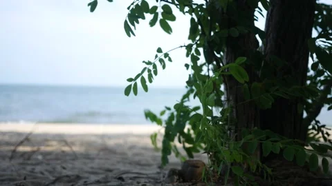 Indie Cinematic Hipster Foreground - Tree on Empty Beach Stock Footage 340045654