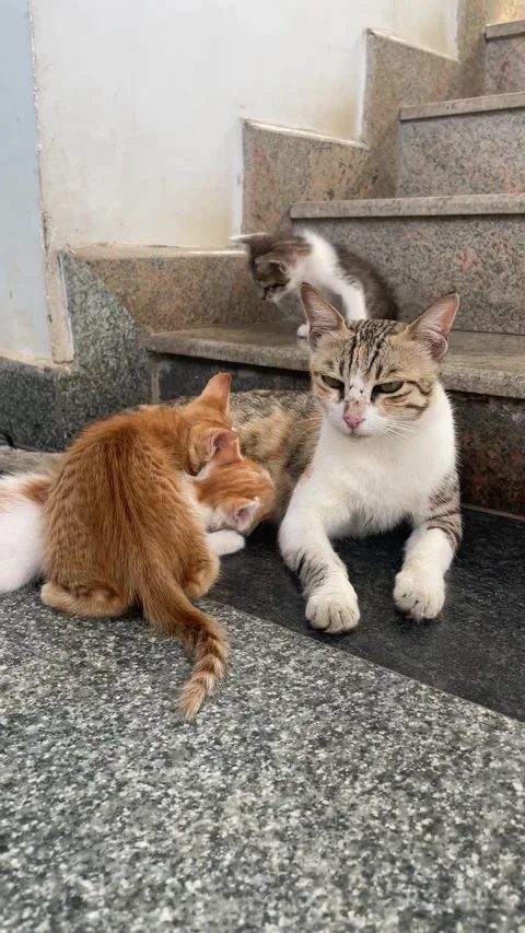 Indie stray cat feeding her new born babies Stock Footage 337396019