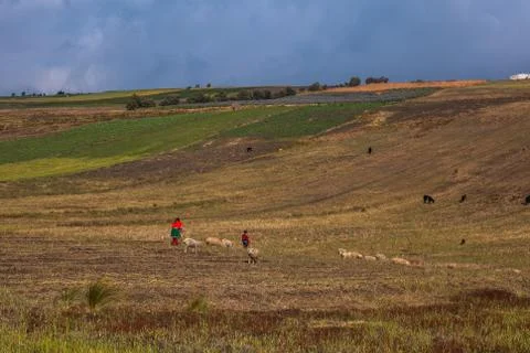 Indigenous and sheep Stock Photos