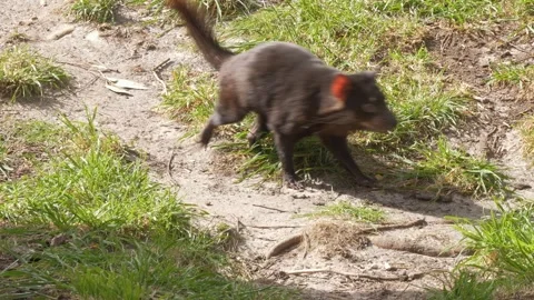Indigenous Carnivorous Marsupial - Tasmanian Devil In Tasmania, Australia Stock Footage 333659699