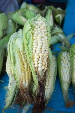 Indigenous corn ears Stock Photos