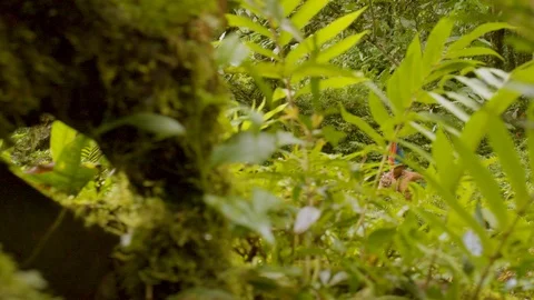 Indigenous hunter running and jumping through the amazon rainforest dolly shot Stock Footage 113513036