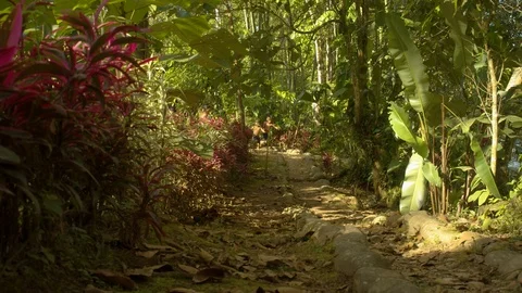 Indigenous kids running through a path around amazon village in ecuador Stock Footage 113511852
