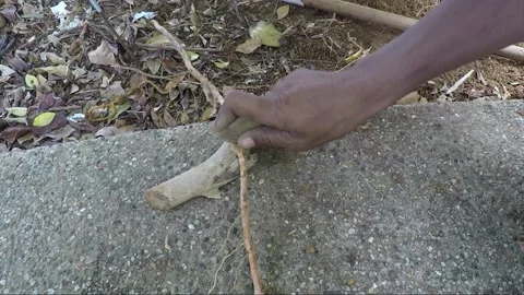 Indigenous man cuts a root with a stone on the street, Kuching, Malaysia, Borneo Stock Footage 157171887