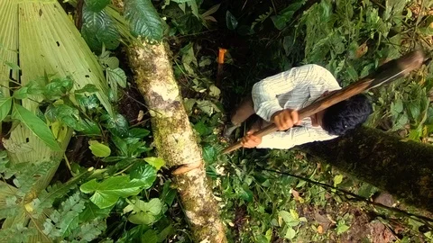 Indigenous man cutting a fallen tree with an ax in the amazon rainforest slow Видео 113594564