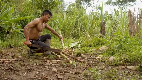 Indigenous man cutting sugar cane sticks in the amazon rainforest Stock Footage 113507431