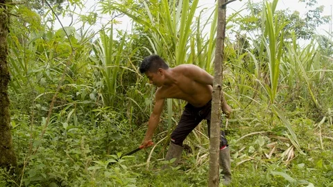 Indigenous man cutting the weeds in an amazon rainforest Stock Footage 113507232