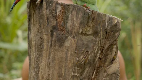 Indigenous man looking at parrots sitting on a log in the amazon jungle in Vidéo 113507735