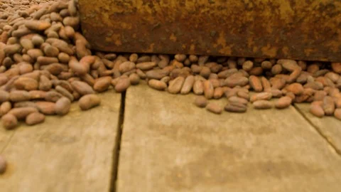 Indigenous man moving cocoa beans to dry in ecuador detail shot Vidéo 116207942
