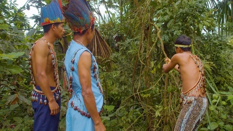 Indigenous man pulling a liana of ayahuasca in the amazon rainforest in ecuador Video stock 113565658
