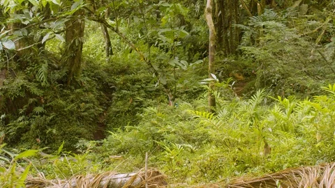 Indigenous man running and jumping in the amazonian jungle in ecuador Stock Footage 113513027