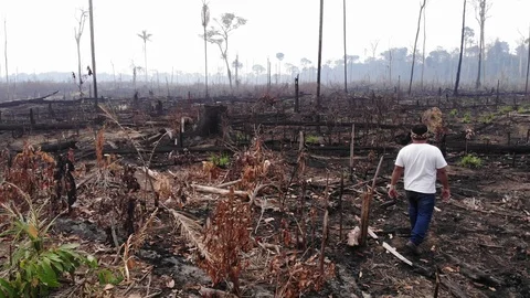 Indigenous Man Walks in Amazon Forest Burnt in Brazil - Aerial View Vidéo 116047488
