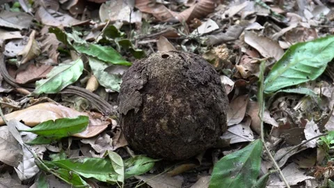 Indigenous native man hand collecting Brazil nut in the Amazon rainforest jungle Stock Footage 152793869