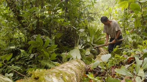 Indigenous old man cutting a fallen tree with an ax in ecuador Stock Footage 113509911