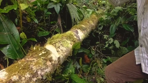 Indigenous old man cutting a fallen tree in the amazon rainforest slow motion Stock Footage 113594513