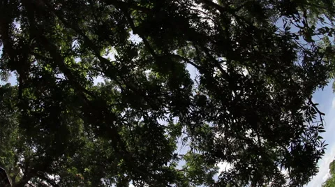 Indigenous Tribe Stock Footage 29476663