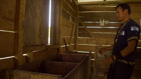 Indigenous worker pouring cocoa beans for fermentation in ecuador Video stock 116208015