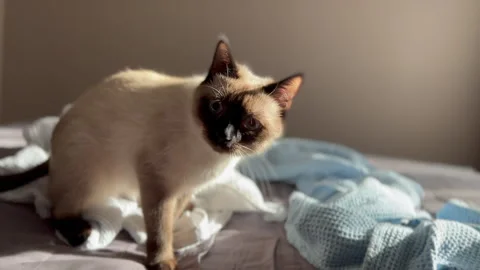 Indignant cat Stock Footage 250069666