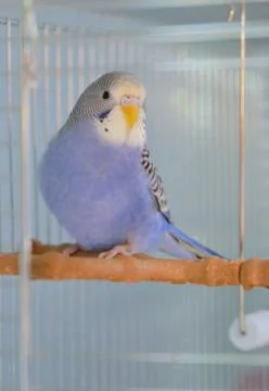 Indigo Budgerigar parrot Free Stock Photos