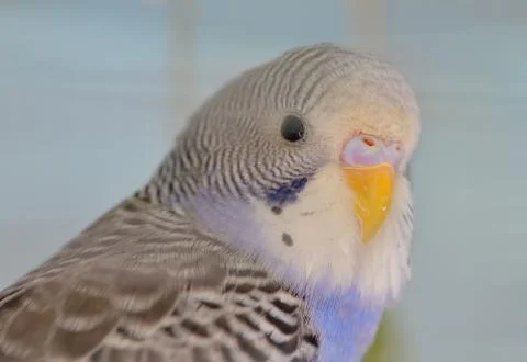 Indigo Budgerigar parrot Free Stock Photos