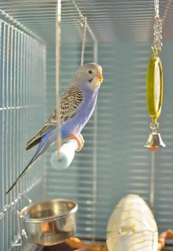 Indigo Budgerigar parrot Free Stock Photos