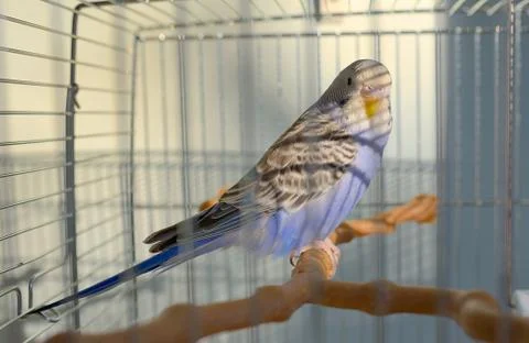 Indigo Budgerigar parrot Free Stock Photos