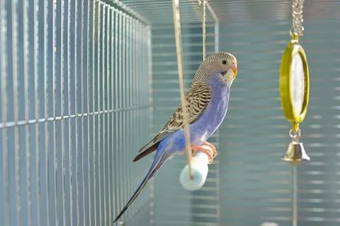 Indigo Budgerigar parrot Free Stock Photos