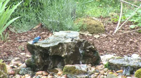Indigo bunting at bird bath Stock Footage 11115667