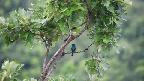 Indigo Bunting Bird Singing on a Tree Branch Vídeo Stock 245290332