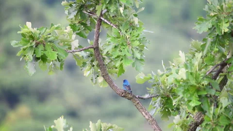 Indigo Bunting Bird Singing on a Tree Branch Vídeo Stock 245290333