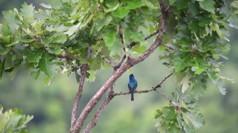 Indigo Bunting Bird Singing on a Tree Branch Vídeo Stock 245290339