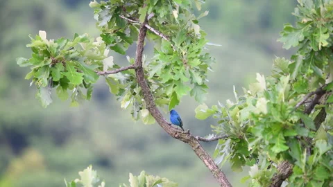 Indigo Bunting Bird Singing on a Tree Branch Vídeo Stock 245290358