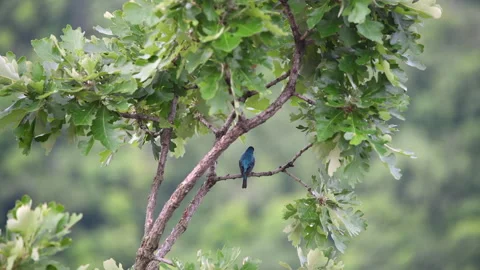Indigo Bunting Bird Singing on a Tree Branch Vídeo Stock 245290363