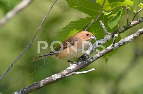 Indigo bunting female Stock Photos