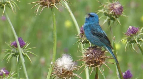 Indigo Bunting Stock Footage 8361321