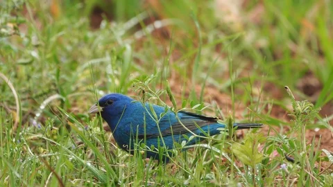 Indigo Bunting Stock Footage 106100089