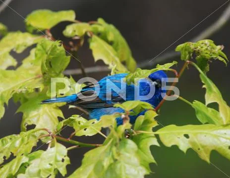 Indigo bunting male2 Stock Photos