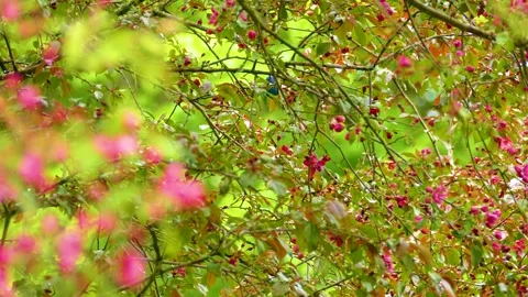 Indigo bunting migratory bird in tree flowers full bloom light pink petals Stock Footage 288073619