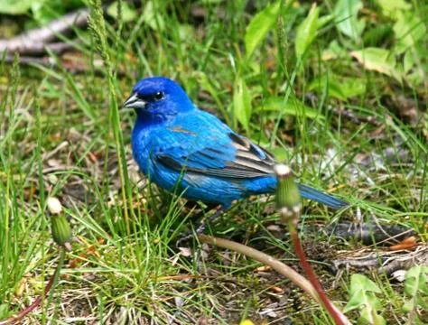 Indigo bunting Stock Photos