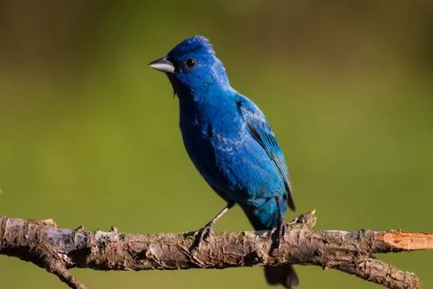 Indigo Bunting Stock Photos