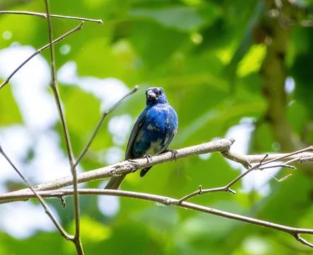 Indigo Bunting Stock Photos