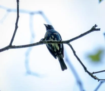 Indigo Bunting Stock Photos