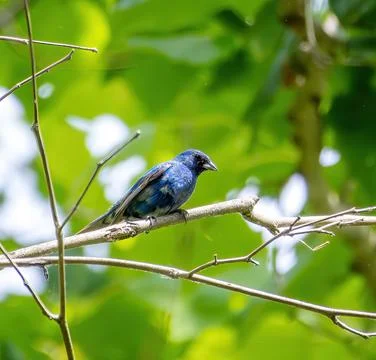 Indigo Bunting Stock Photos