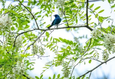 Indigo Bunting Stockfoto's