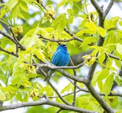 Indigo Bunting Stockfoto's