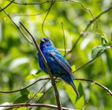 Indigo Bunting Stock Photos