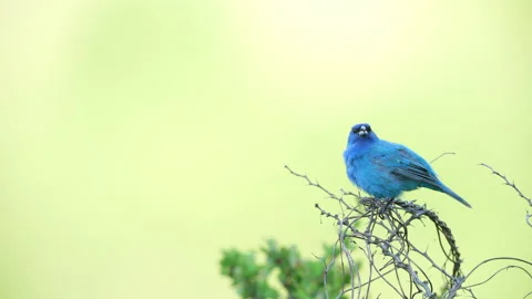 Indigo Bunting singing Stock Footage 169554454
