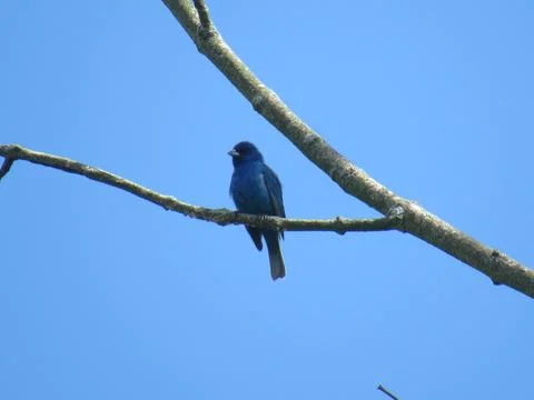 Indigo Bunting in a Tree Stock Photos