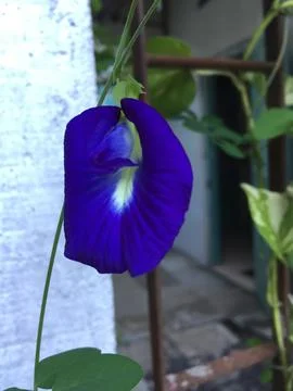 Indigo Flower Stock Photos